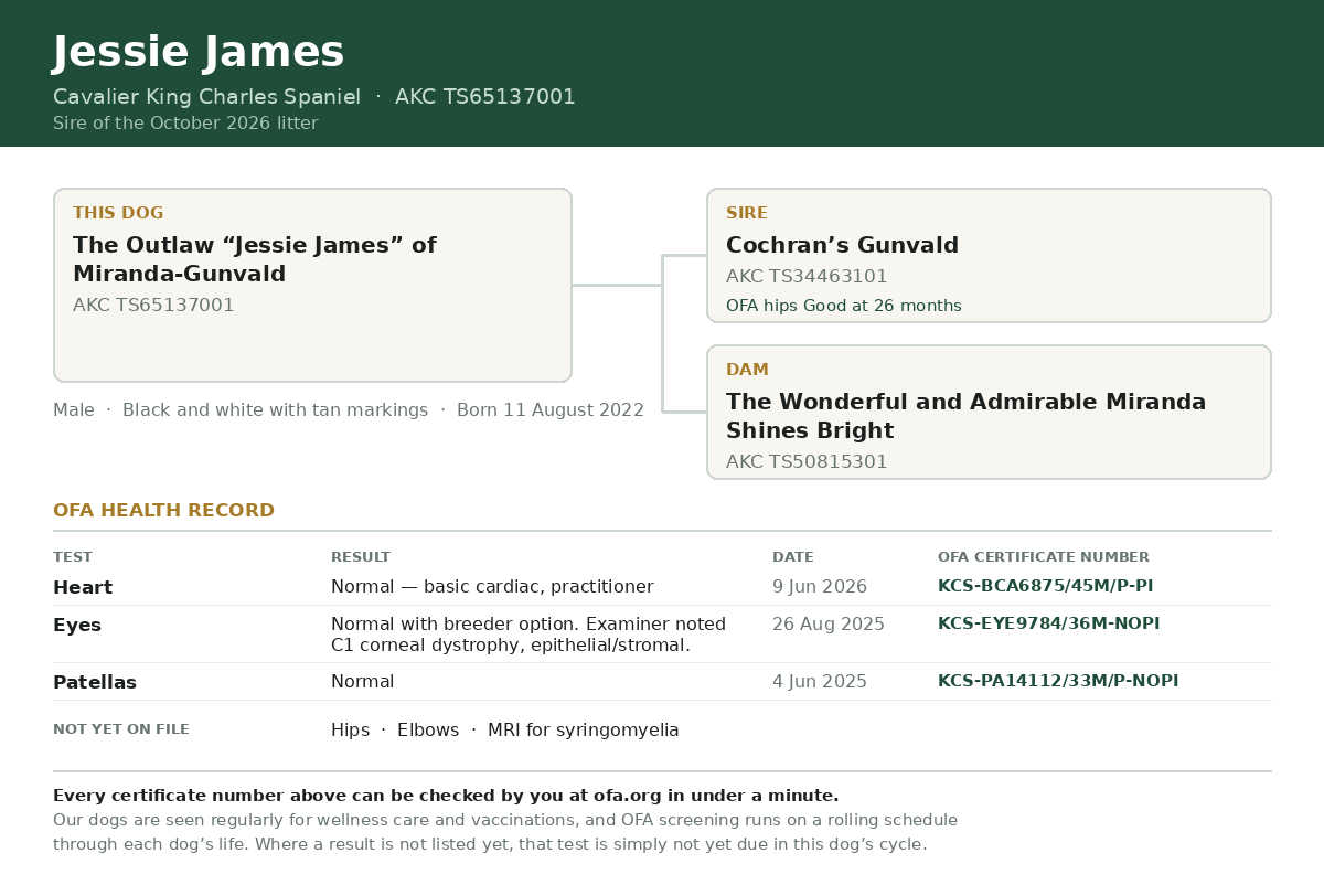 Family tree and OFA health record for The Outlaw Jessie James of Miranda-Gunvald, AKC TS65137001, showing his sire, dam, and his heart, eye and patella certificate numbers.