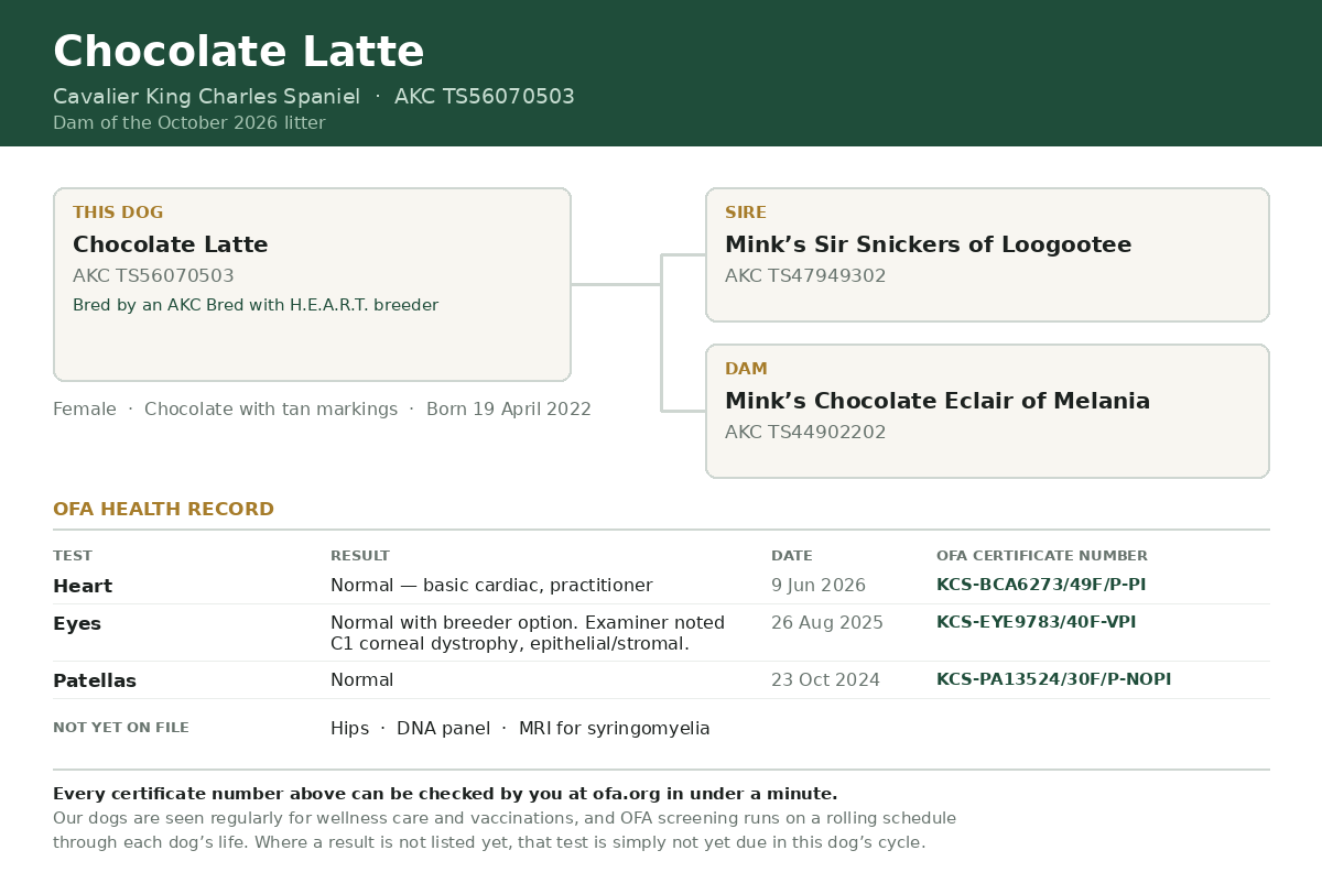 Family tree and OFA health record for Chocolate Latte, AKC TS56070503, showing her sire, dam, and her heart, eye and patella certificate numbers.