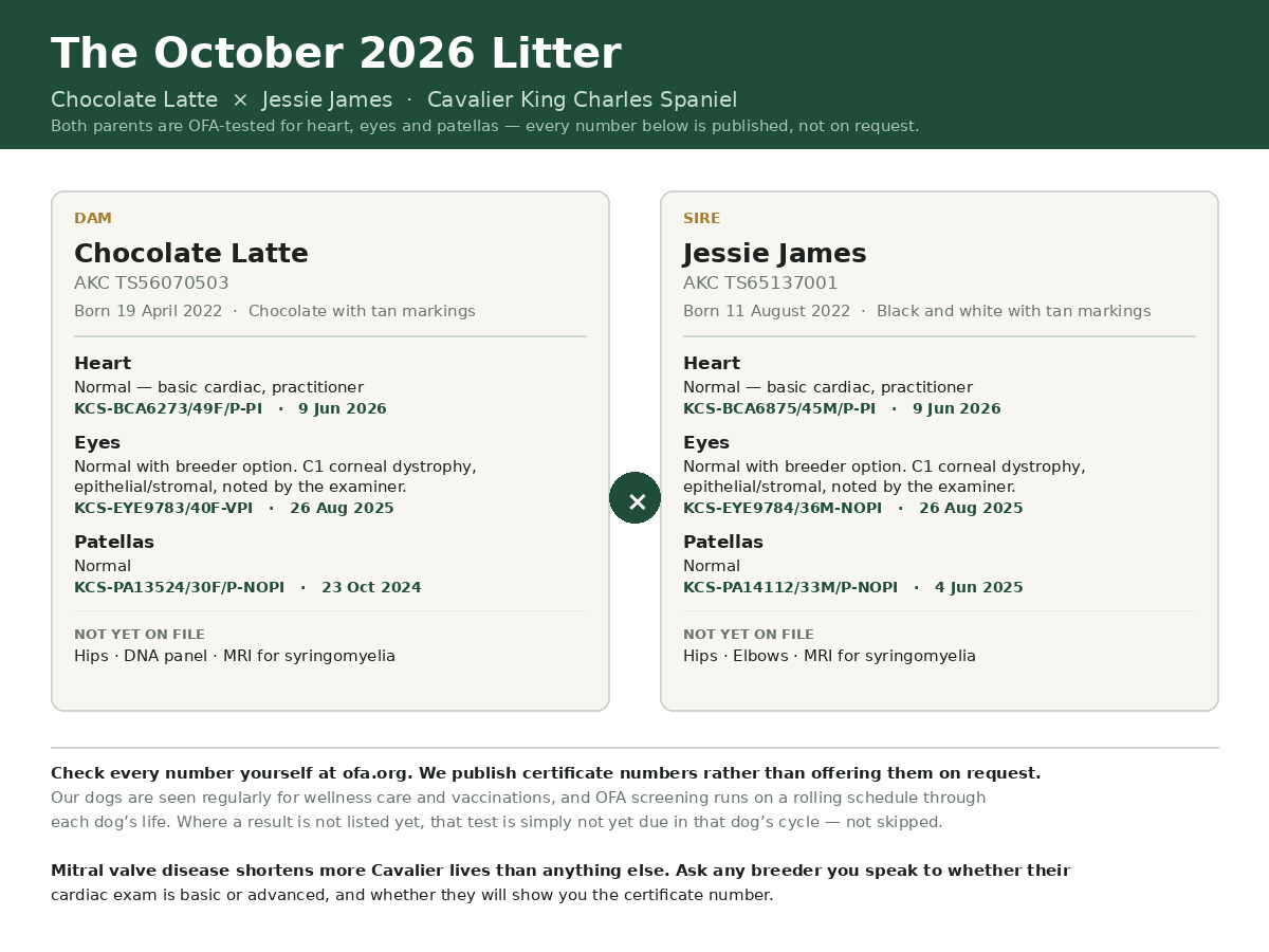 OFA health records for both parents of the October 2026 litter: Chocolate Latte and Jessie James, showing heart, eye and patella results with dates and certificate numbers.